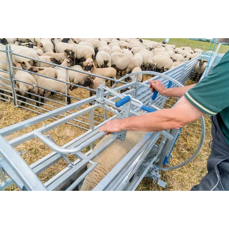 sheep turnover crate in hoof treatment operation