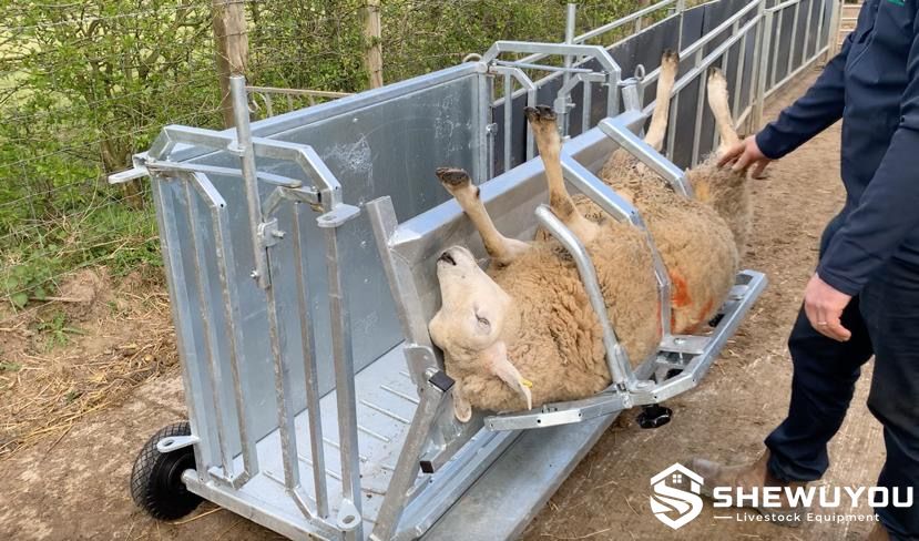 sheep turnover crate for livestock handling