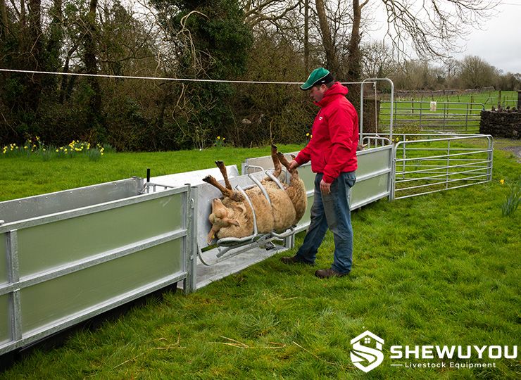 sheep turnover crate in farm handling race