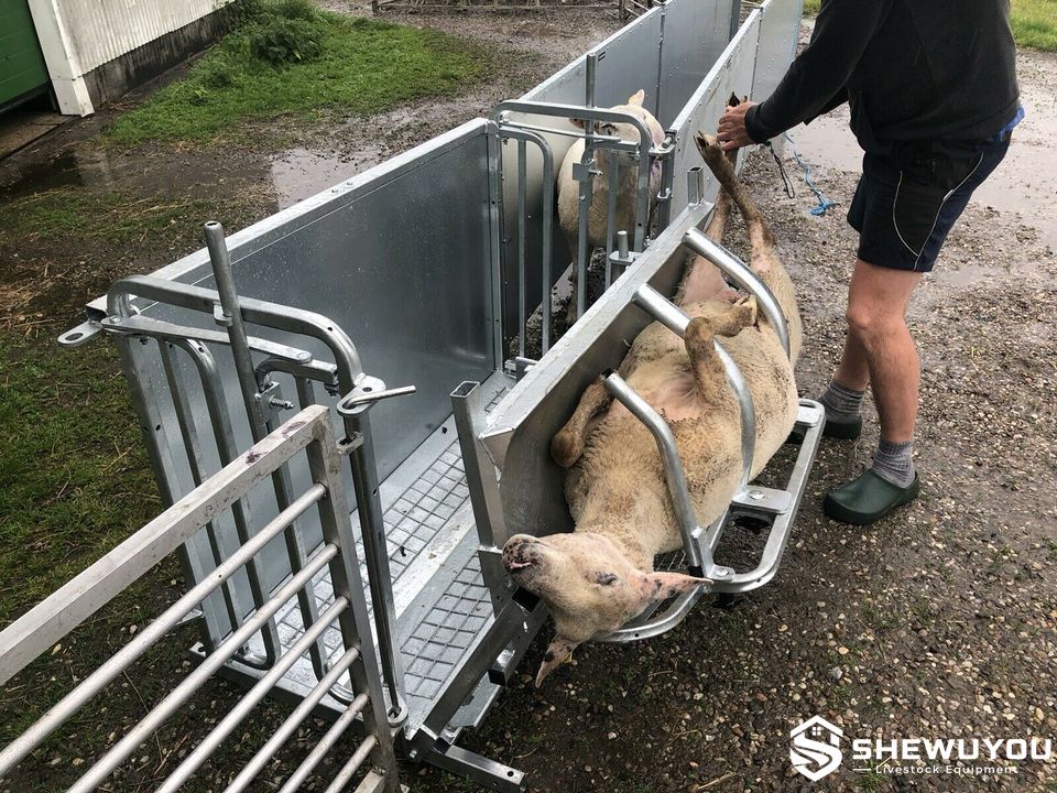 sheep hoof trimming restraining equipment