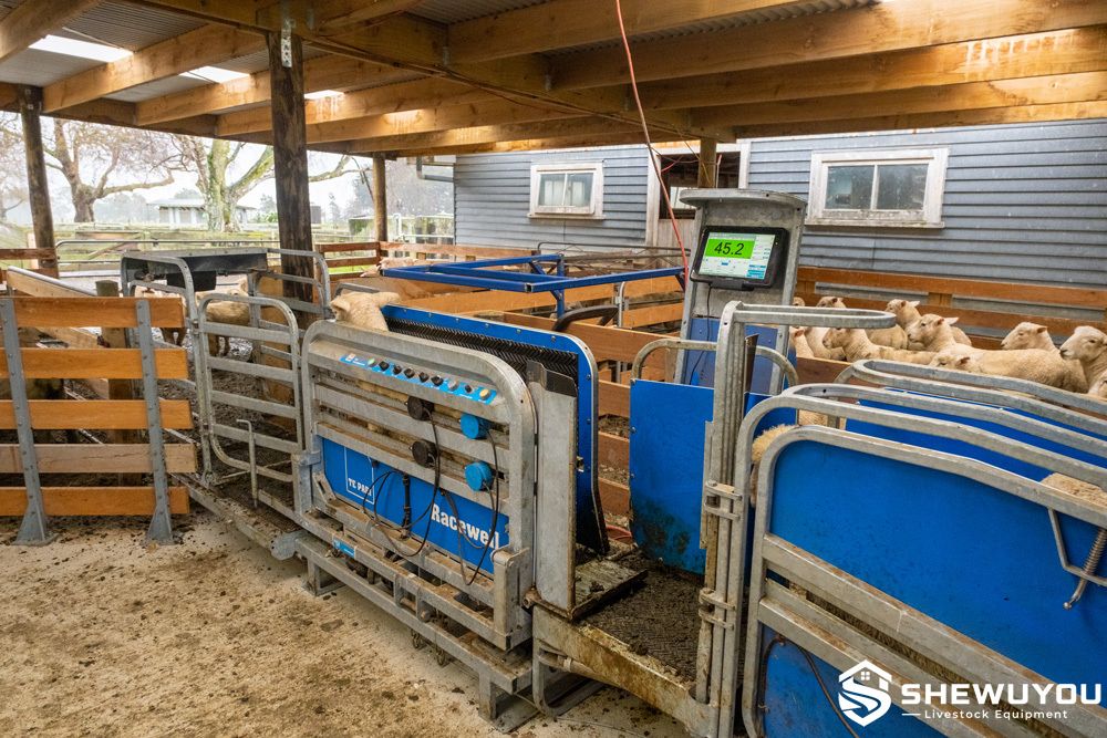 EID sheep weighing and restraining handler