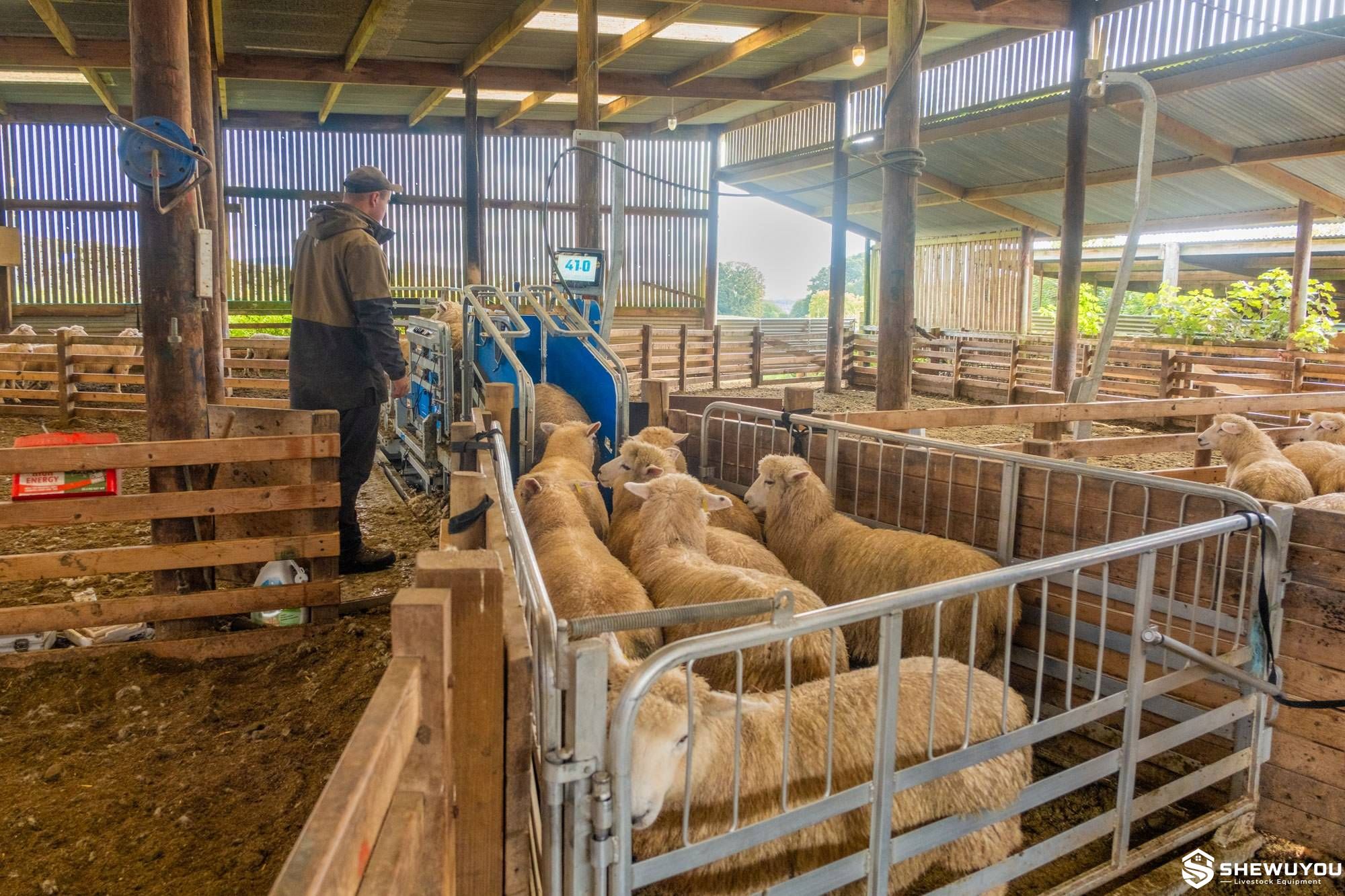 automatic sheep weighing handler in livestock yard