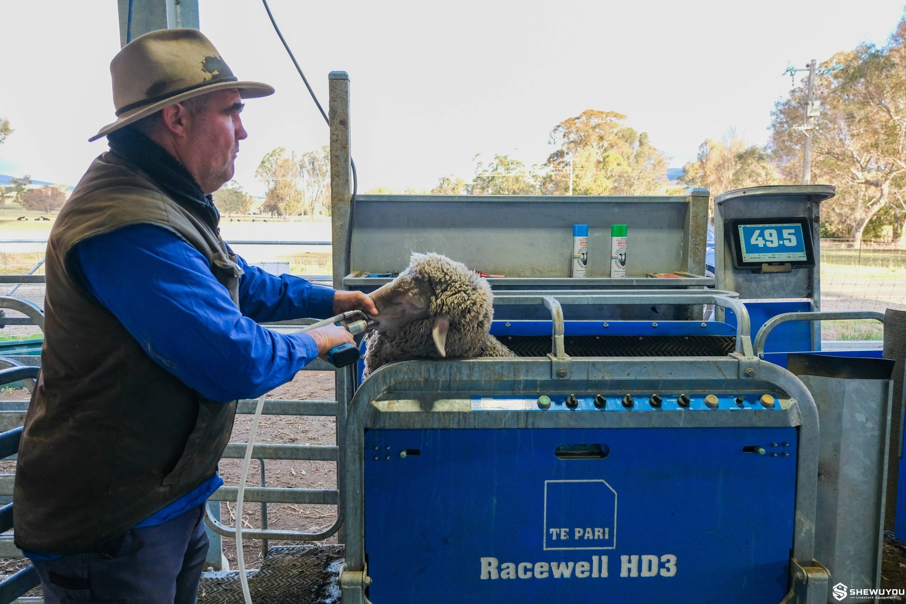 EID sheep handler for electronic identification and treatment