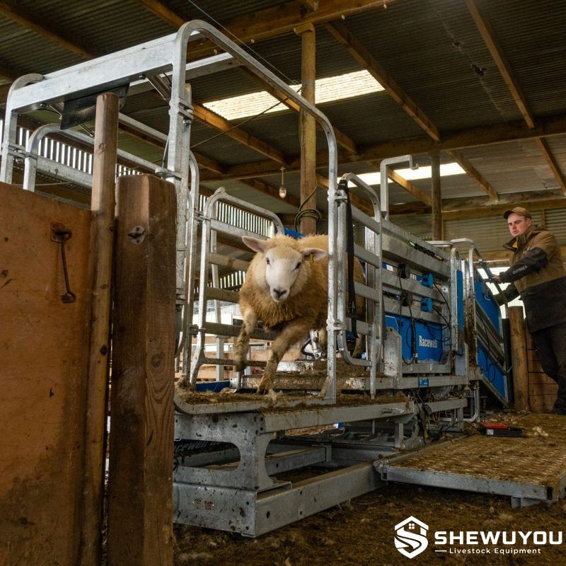 sheep weighing and restraining system farm installation