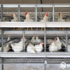 Parent Stock Cage System for Poultry Breeders