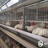 Artificial Insemination Breeder Cage System