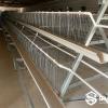 A-Type Breeder Cage System for Poultry Farms