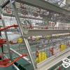 A-Type Pullet Cage System for Poultry Farms