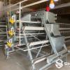 A-Type Breeder Cage System for Poultry