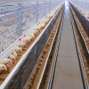 A-Type Brooding & Rearing Cage System for Pullets