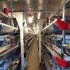 Broiler Cage Inspection Trolley for Multi-Tier Poultry Houses