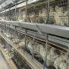 Pullet Rearing Cage Inspection Trolley