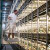 Breeder Cage Inspection Trolley for Poultry Farms