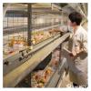 Pullet Cage Rail Inspection Trolley