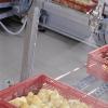 Automatic Chick Spray Vaccinator for Hatcheries