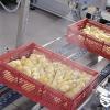 Conveyor-Type Automatic Spray Vaccinator