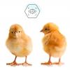 Automatic Chick Eye Drop Vaccinator