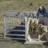 Fully Sheeted Sheep Handling Race