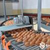 Cross Egg Conveyor System for Poultry Farms