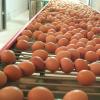 Rod Egg Conveyor for Automatic Egg Collection
