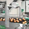 Automatic Egg Counting System for Poultry Farms