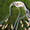 Double-Lane Sheep Handling Race
