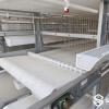 Pullet & Chick Cage Manure Belt System