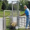 Guillotine Sheep Sorting Gate