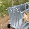 Sheep Turnover Restraining Crate