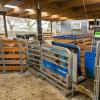EID Sheep Weighing & Restraining Handler