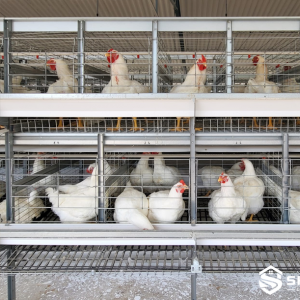 Parent Stock Cage System for Poultry Breeders - SHEWUYOU Livestock Equipment