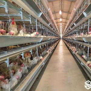 Layer Parent Stock Cage System for Breeder Farms - SHEWUYOU Livestock Equipment