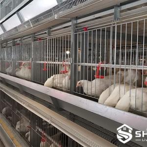 Artificial Insemination Breeder Cage System - SHEWUYOU Livestock Equipment