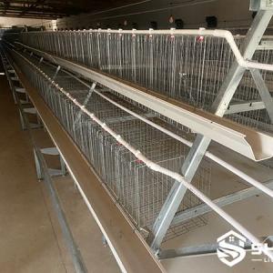A-Type Breeder Cage System for Poultry Farms - SHEWUYOU Livestock Equipment