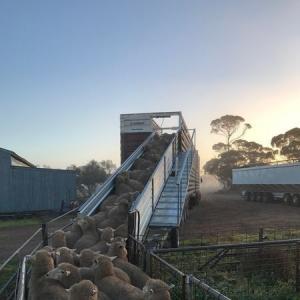 Double-Lane Sheep Loading Ramp - SHEWUYOU Livestock Equipment