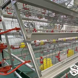 A-Type Pullet Cage System for Poultry Farms - SHEWUYOU Livestock Equipment