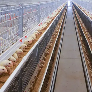 A-Type Brooding & Rearing Cage System for Pullets - SHEWUYOU Livestock Equipment