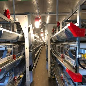 Broiler Cage Inspection Trolley for Multi-Tier Poultry Houses - SHEWUYOU Livestock Equipment