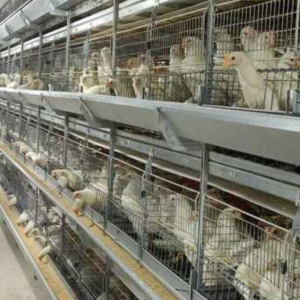 Pullet Rearing Cage Inspection Trolley - SHEWUYOU Livestock Equipment