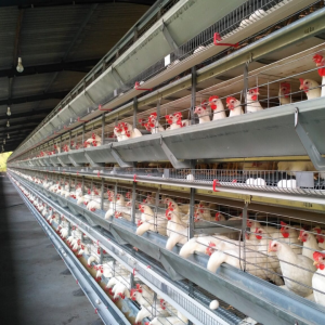 Multi-Tier Layer Cage Lifting Inspection Vehicle - SHEWUYOU Livestock Equipment