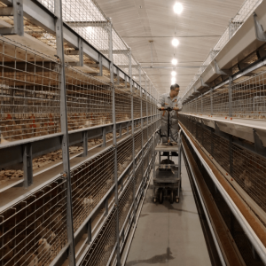 Multi-Level Rail Inspection Trolley for Poultry Systems - SHEWUYOU Livestock Equipment