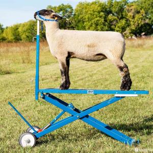 Hydraulic Lift Sheep Shearing Stand - SHEWUYOU Livestock Equipment