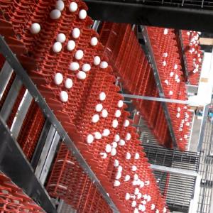 High-Capacity Multi-Tier Egg Elevator - SHEWUYOU Livestock Equipment