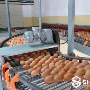 Cross Egg Conveyor System for Poultry Farms - SHEWUYOU Livestock Equipment