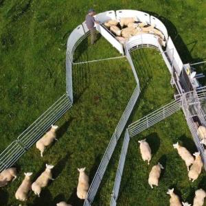 Double-Lane Sheep Handling Race - SHEWUYOU Livestock Equipment