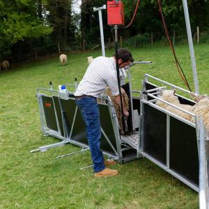 Sheep Drenching Race - SHEWUYOU Livestock Equipment