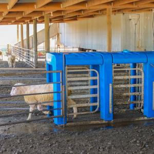 5-Way Automatic Sheep Drafter - SHEWUYOU Livestock Equipment