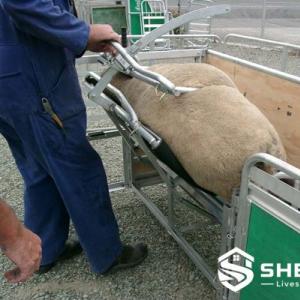 Adjustable Sheep Restraining Stand - SHEWUYOU Livestock Equipment