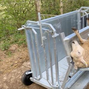 Sheep Turnover Crate with Weighing System - SHEWUYOU Livestock Equipment