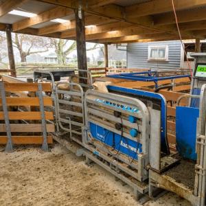 EID Sheep Weighing & Restraining Handler - SHEWUYOU Livestock Equipment